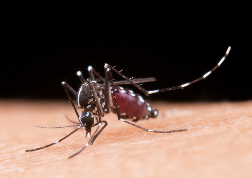 ALERTA SANITARIA EN MÉXICO POR MÁS DE 300 MUERTES DE DENGUE Y 113 MIL CASOS CONFIRMADOS EN EL AÑO